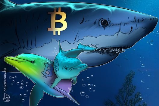 Bitcoin sharks stack at the fastest pace in 13 years, with BTC down 30%